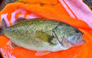 o1598101013761376598