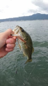 o0270048013790352352