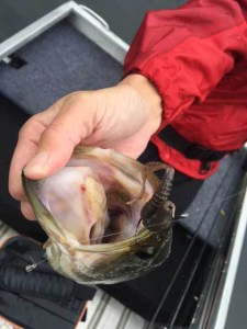 o0480064013781793043