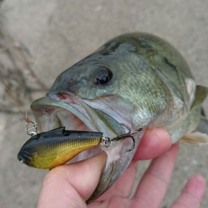 o0809080913783735007