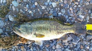 o1280072013783739158