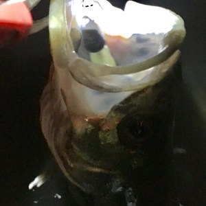 o1280128013790541218