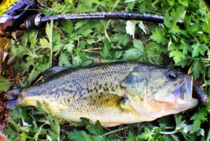 o1528102613793704785