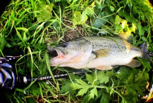 o1640110413793704787