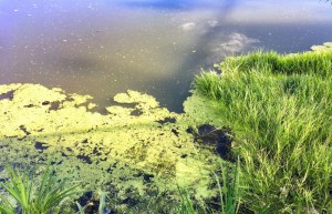 o1828117813791142600