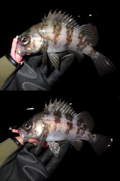 o0400060013851264219