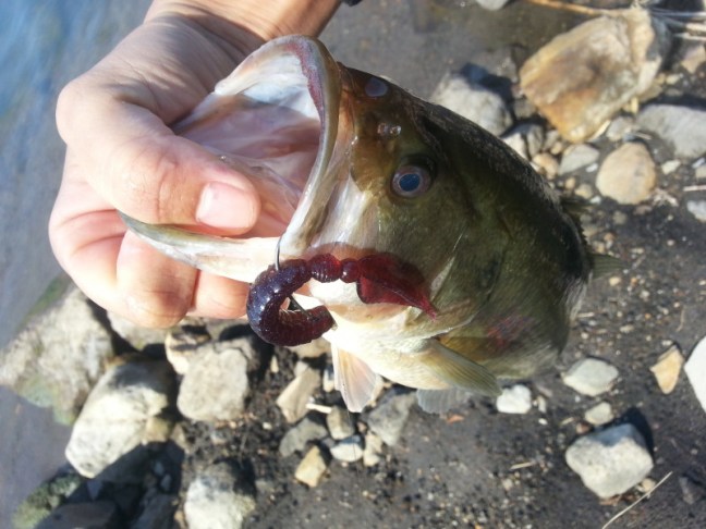 o3264244813880525147