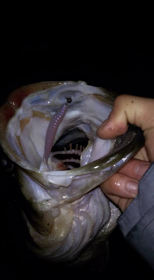 o0528096013915349492