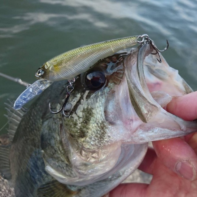 o1080108013914618416