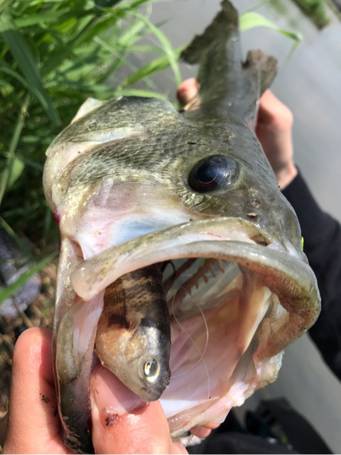 o0480064113937863388