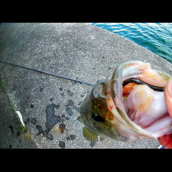 o0575057513930333952