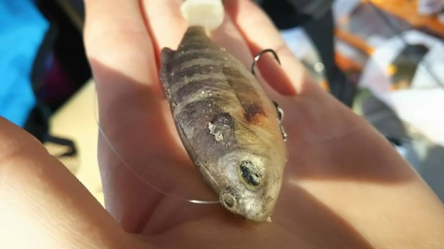 o0960054013944241853