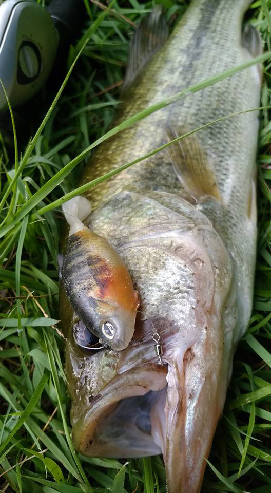 o0528096013986614096