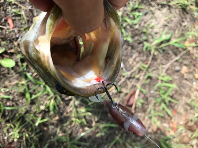 o1000075013977785148