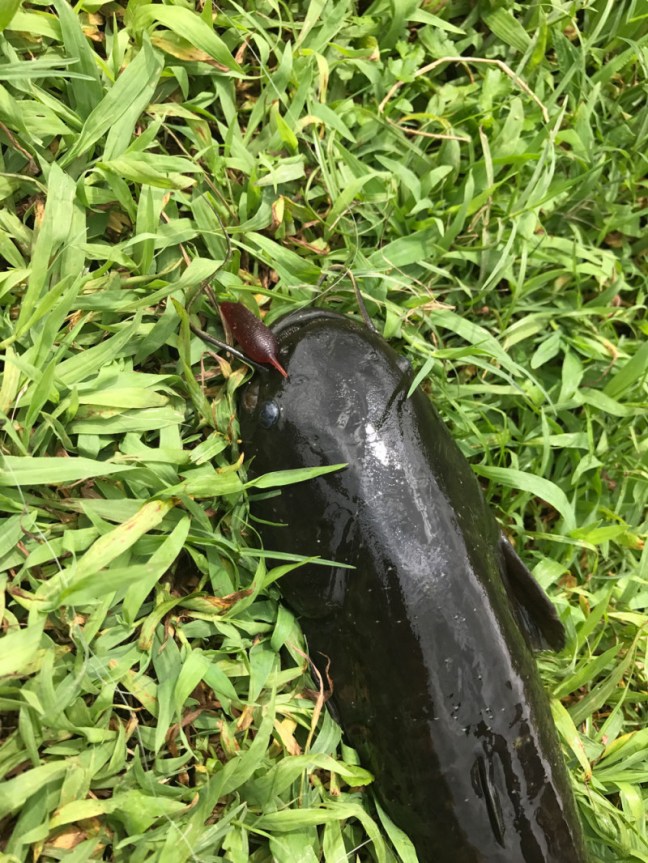 o1000133314014026546