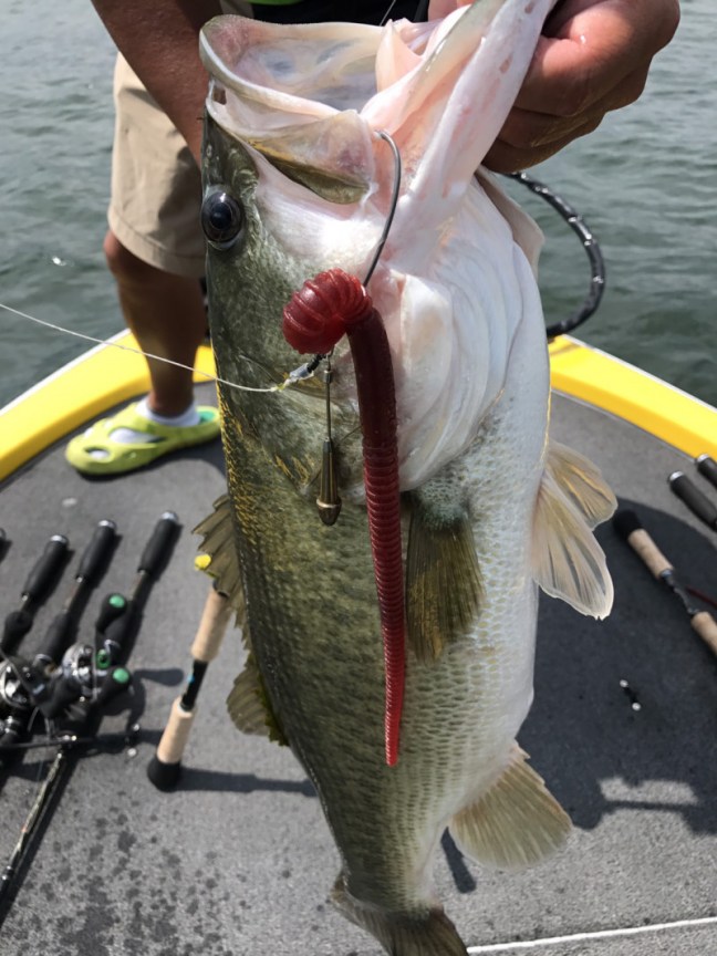 o1108147814008397597