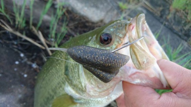 o0851047814028506657