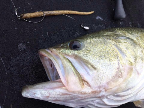 o0480036014049366167