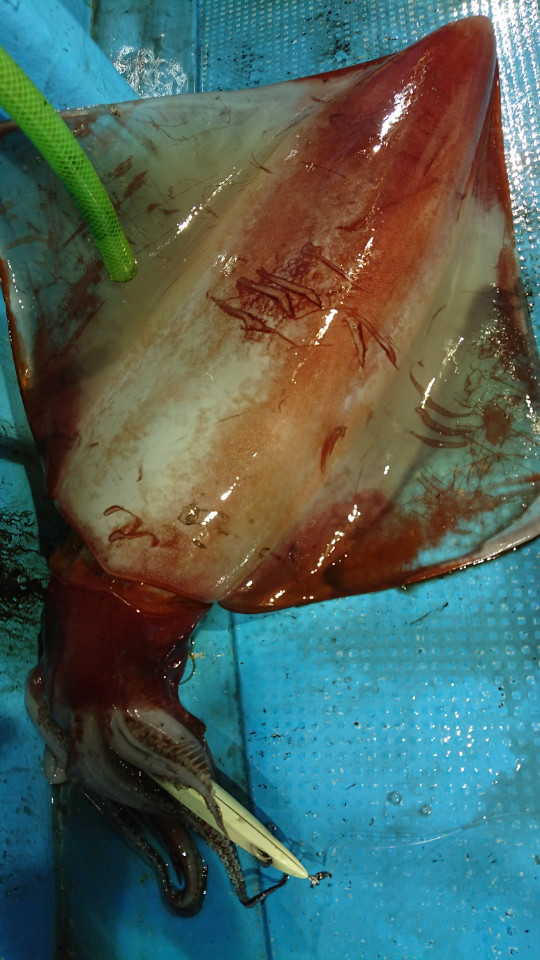 o0540096014052741918