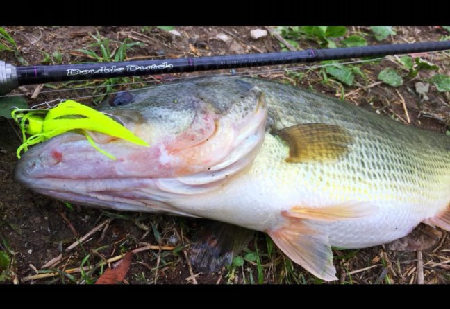 o0960066214060028736