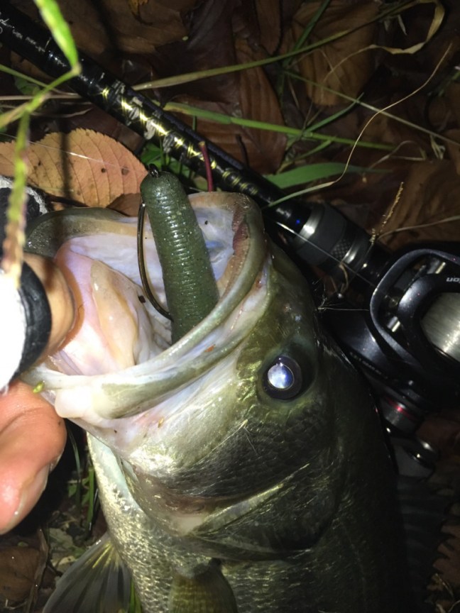 o1108147814074568546