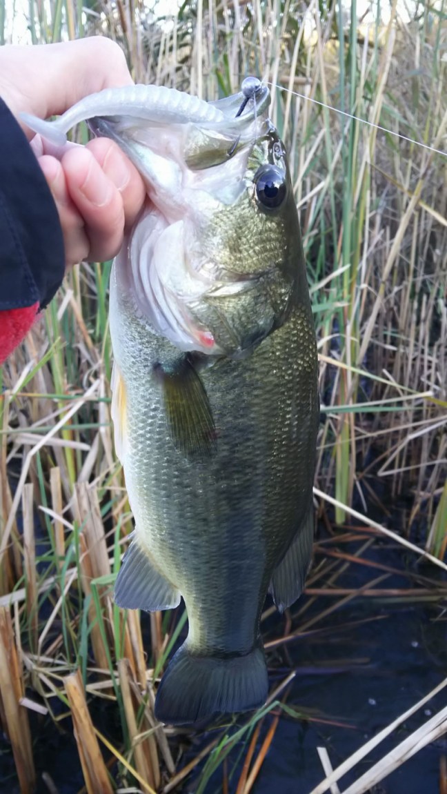 o1133201514067469385