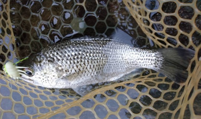 o1659098714059988379