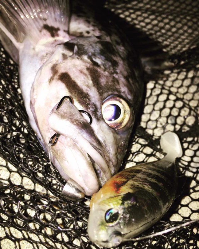 o0768096014081228984