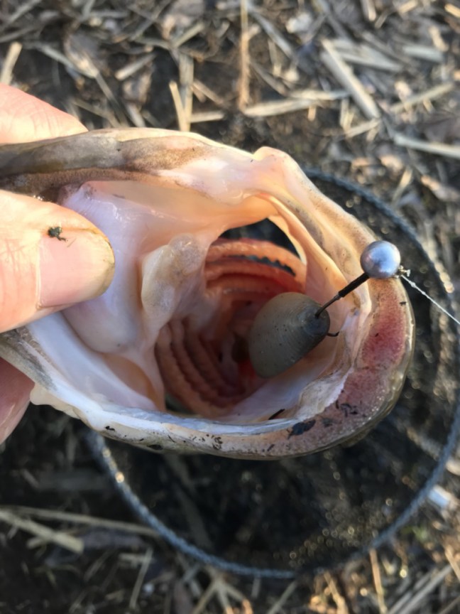 o1108147814144369431