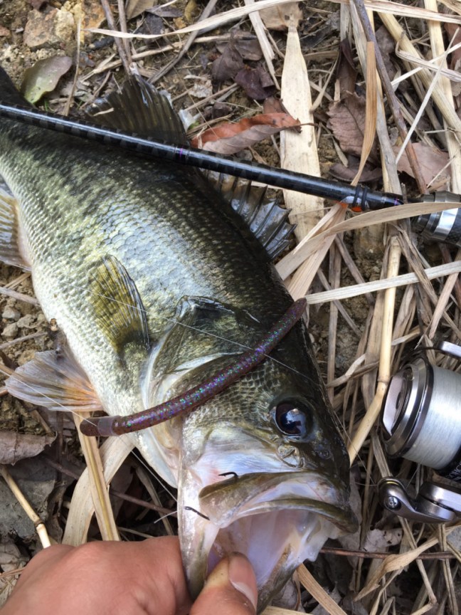 o1108147814157211091