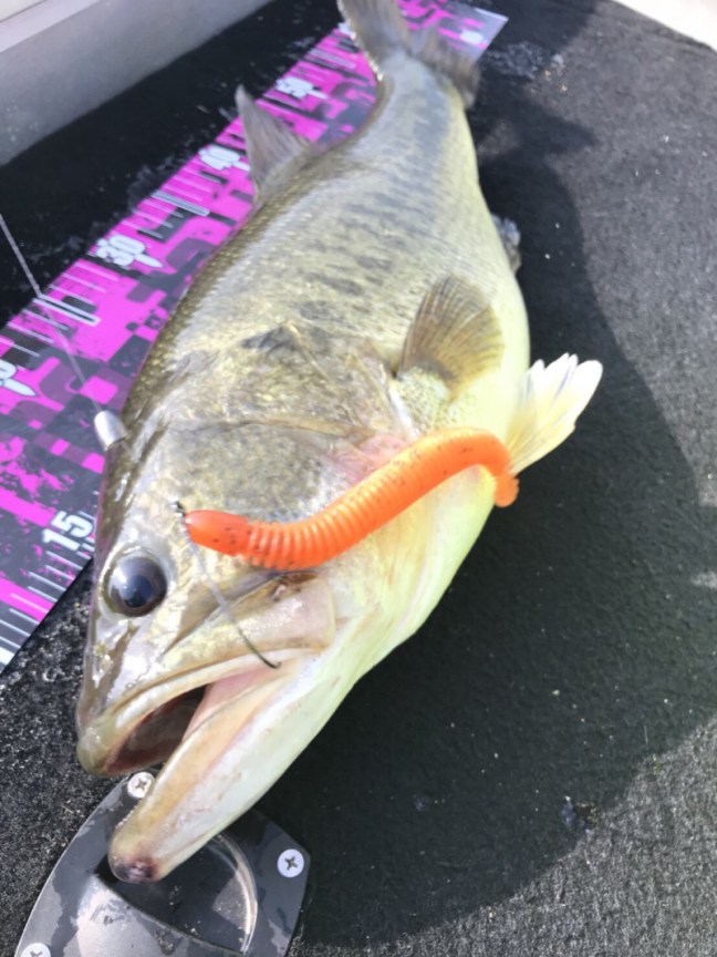 o1108147814165483606