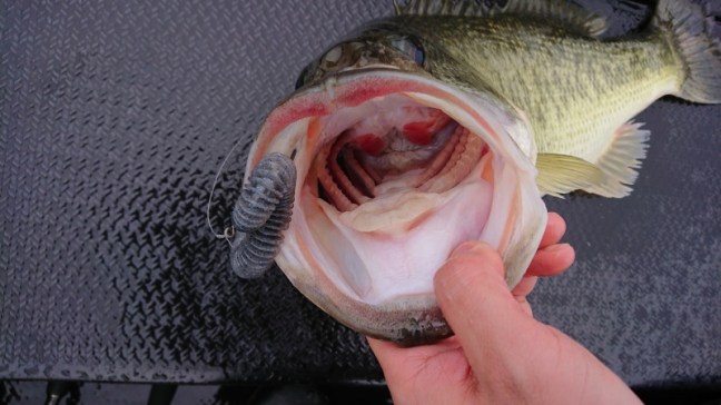 o2048115214174653749