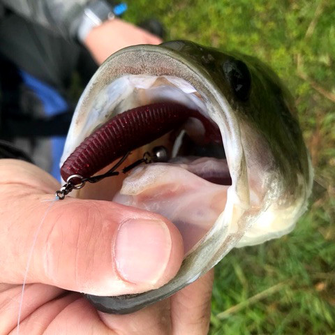 o0480048014189509361