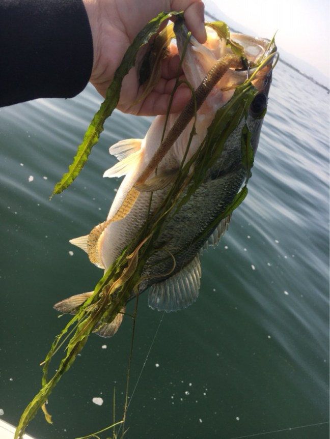 o0810108014199781639