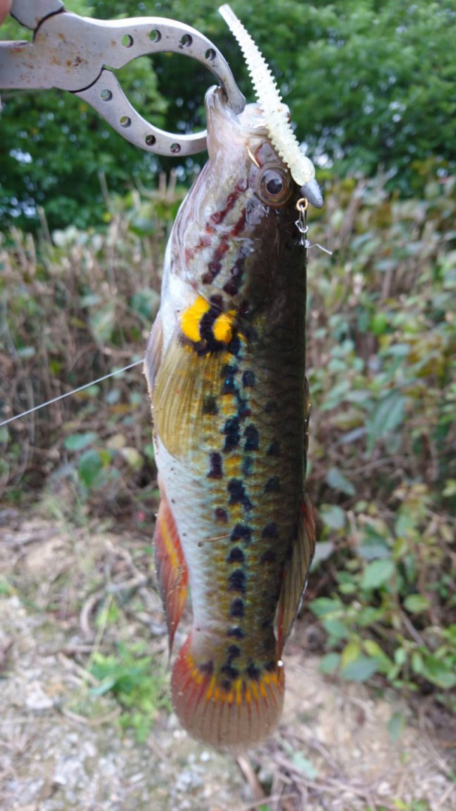 o0960170614183769627