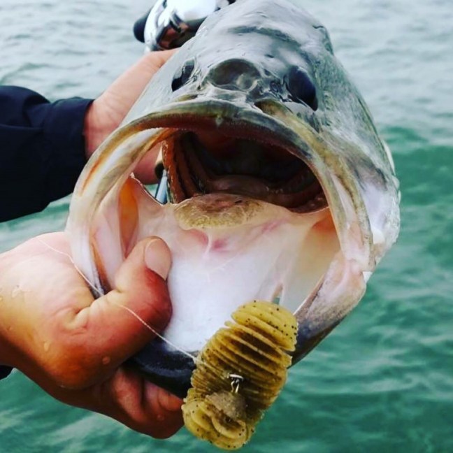 o1080108014192980823