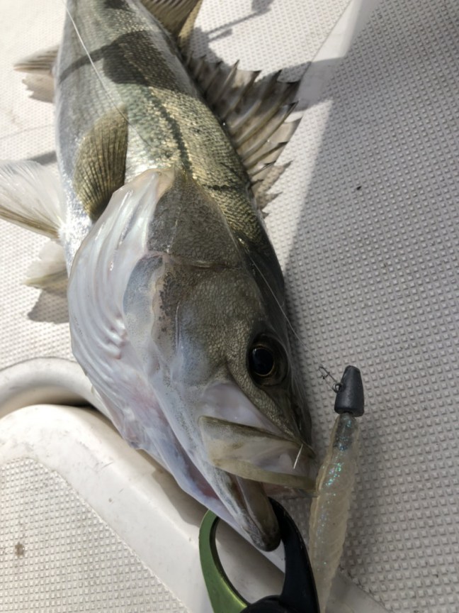 o1108147814174672358