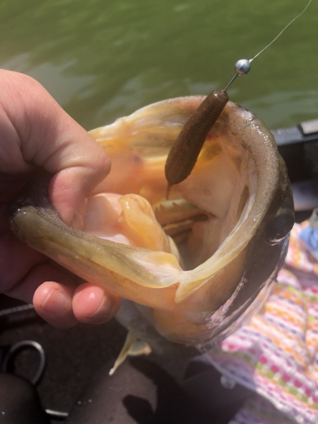 o1108147814189474166