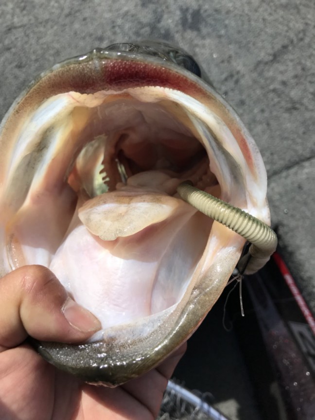 o1108147814200145447