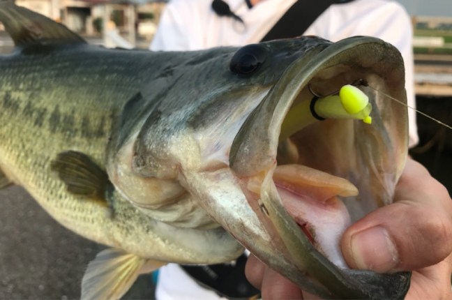 o1080071914230496221