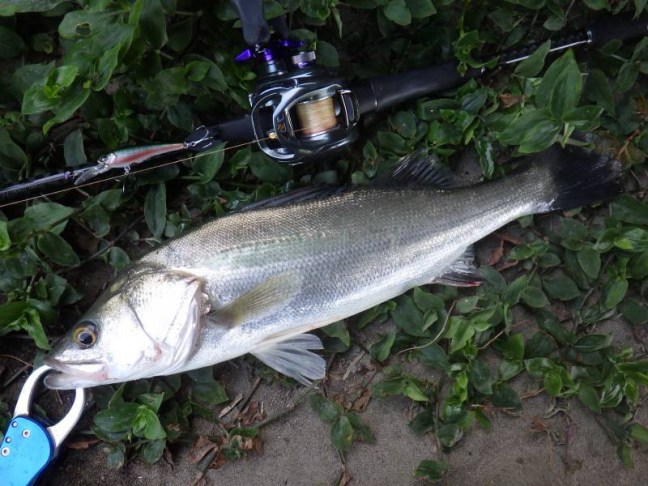 o0800060014263586532