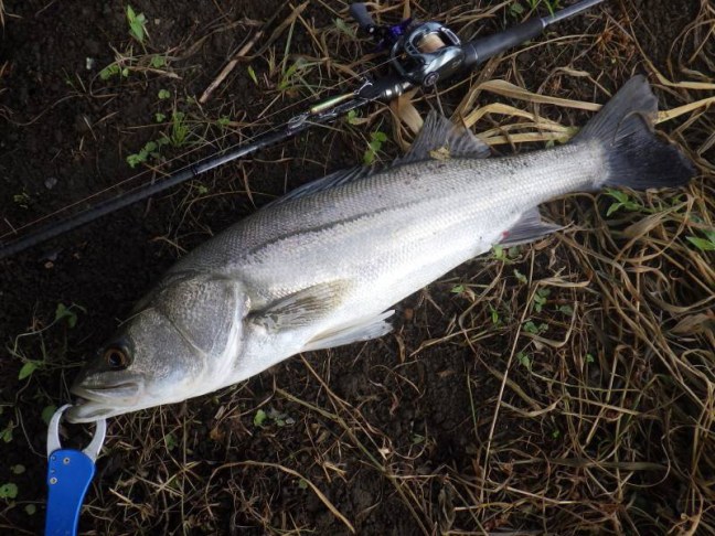 o0800060014263586535