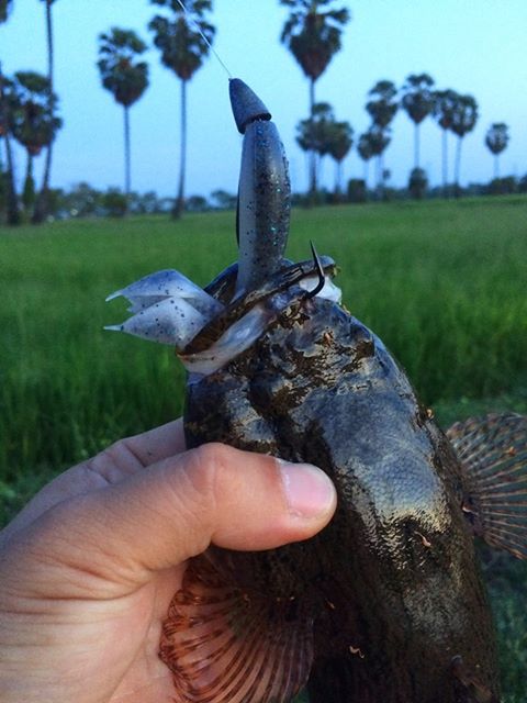 46520162_722719108096299_3480733701036310528_n