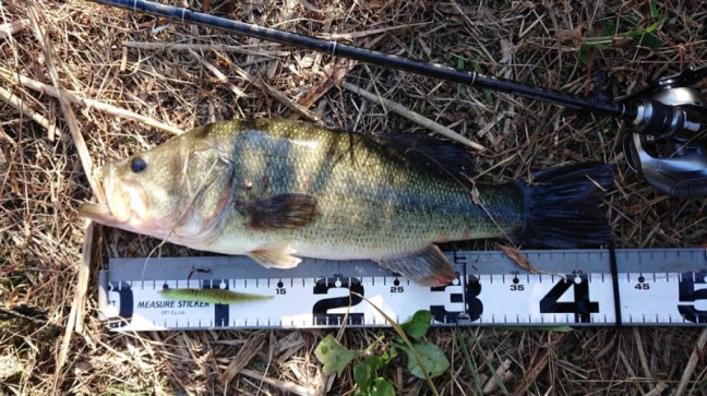 o1080060714306938407