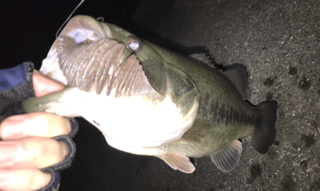 o1654099014309554944