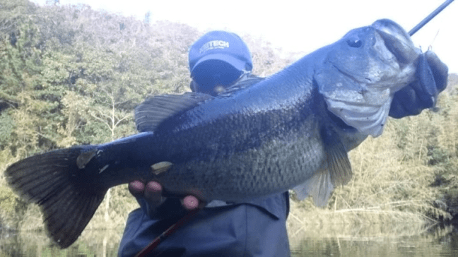 o0960054014309586078