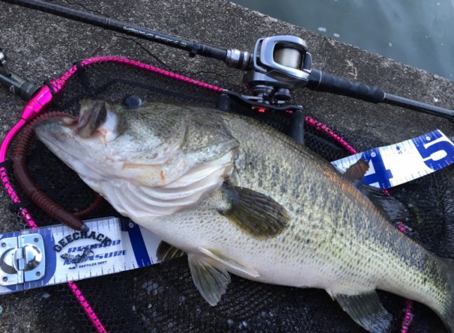 o1198088214309572296