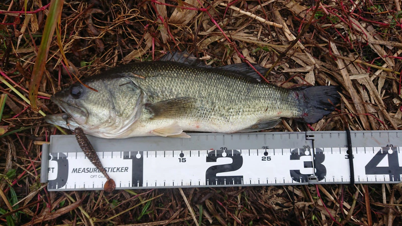 o2048115214315153454