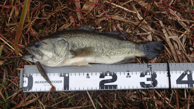 o2048115214315153454