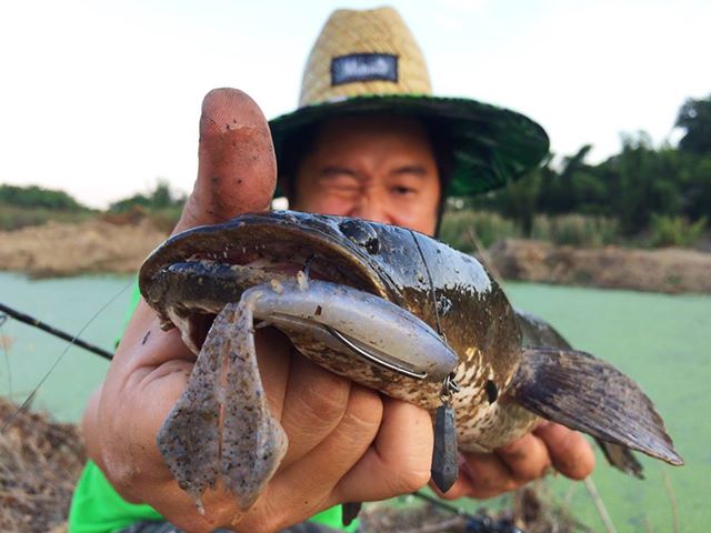 49450571_588960921574710_3978668758813114368_n